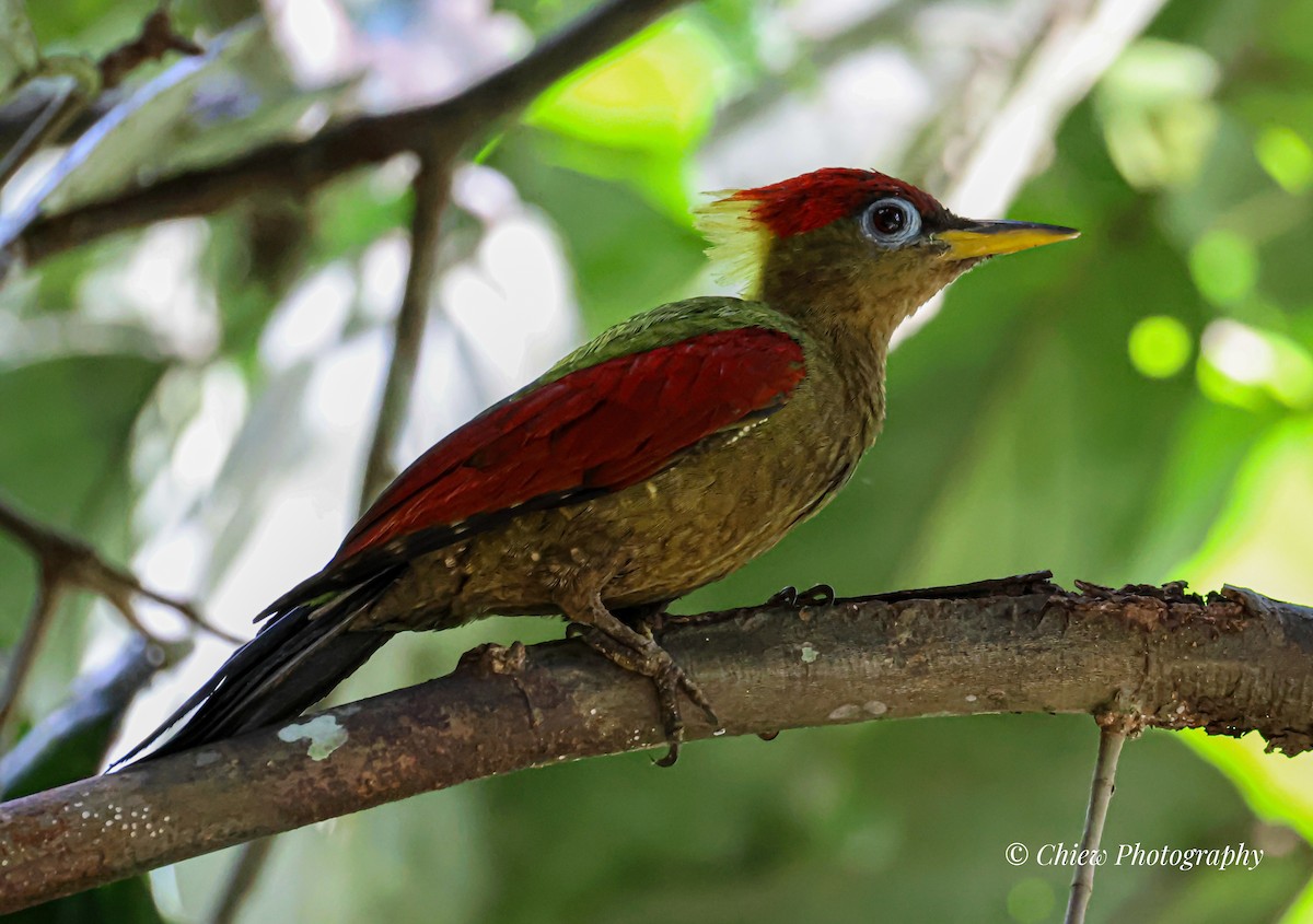 Crimson-winged Woodpecker - ML645983538