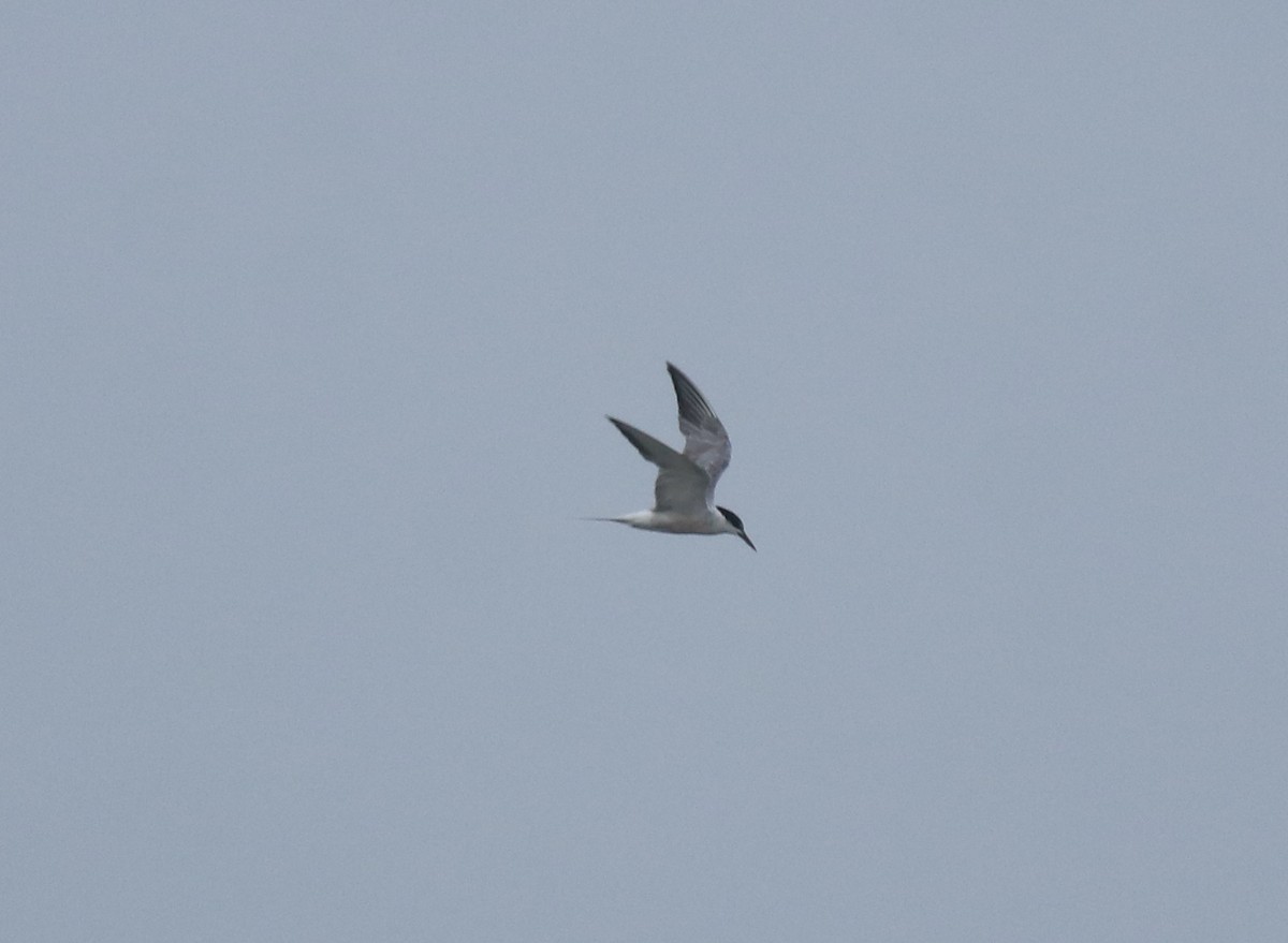 燕鷗 - ML645983544