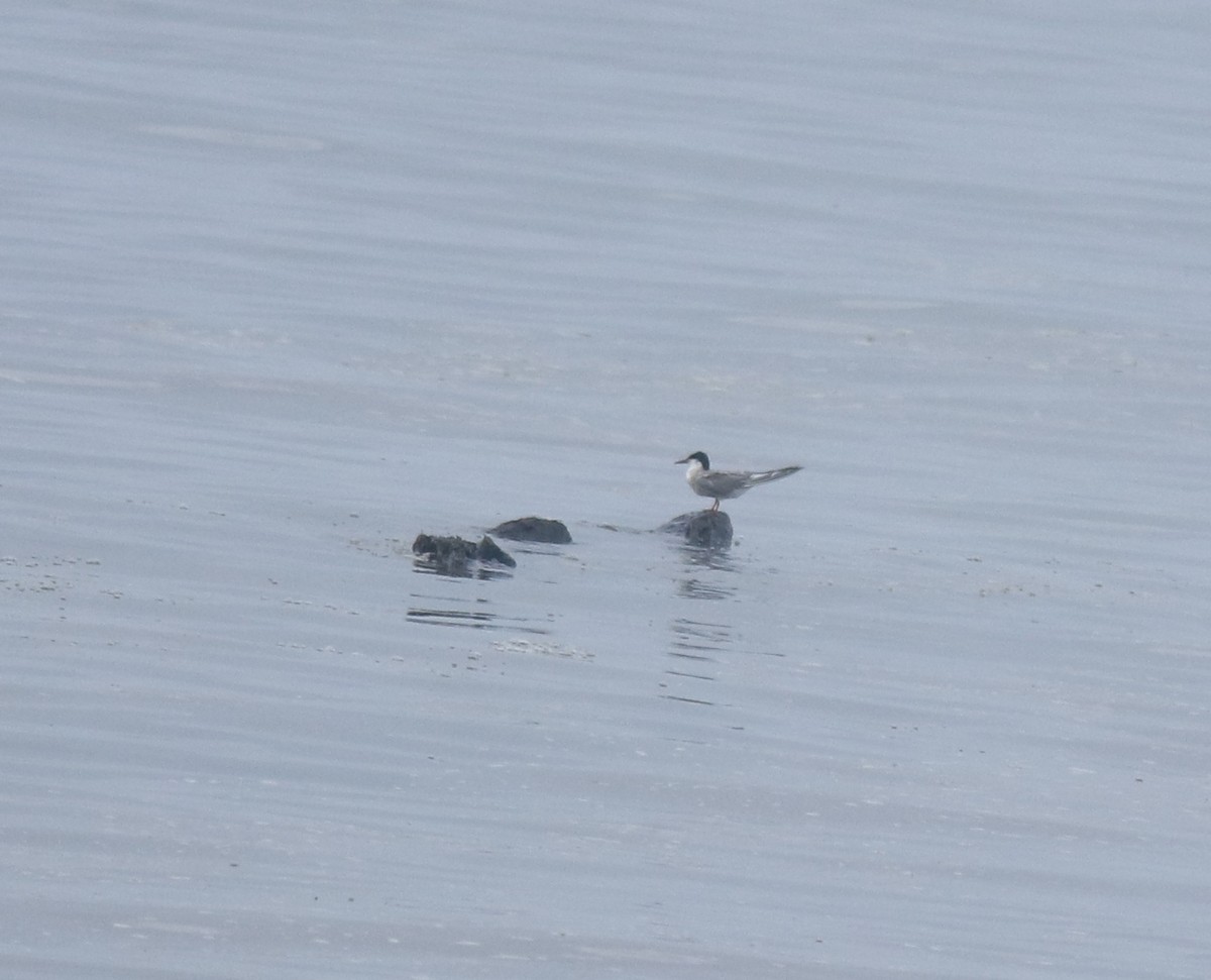 燕鷗 - ML645983546