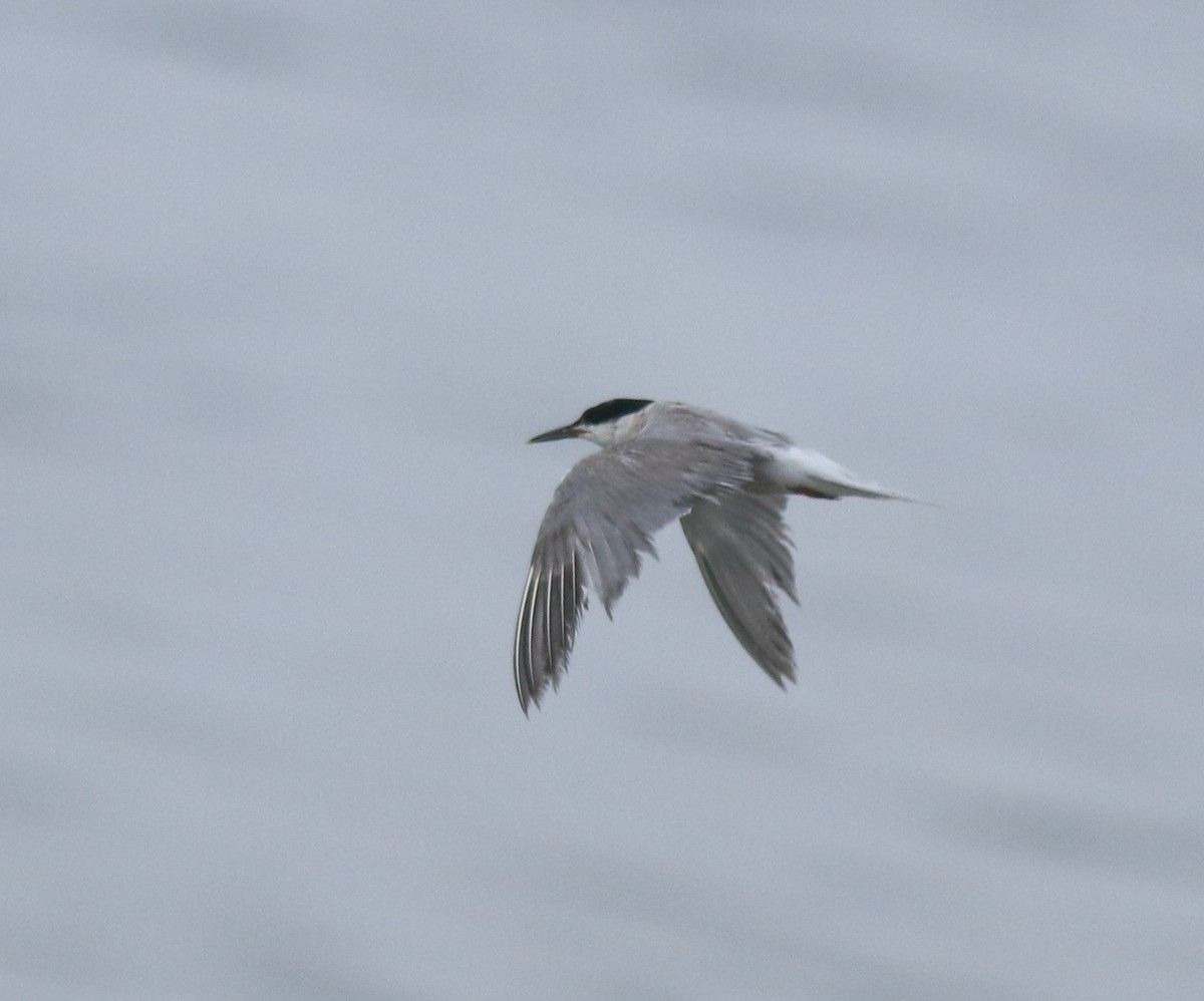 燕鷗 - ML645983547