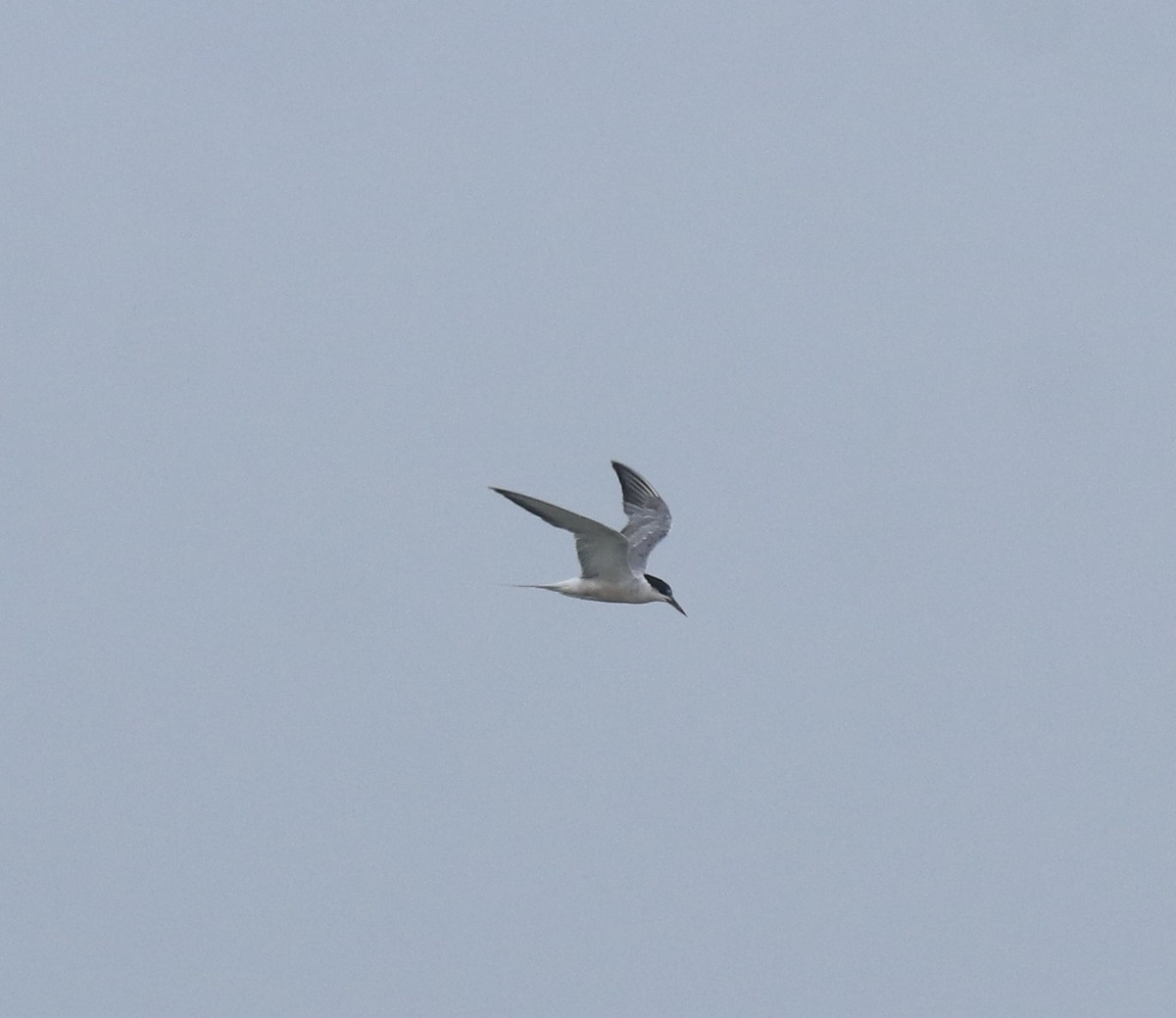 Common Tern - ML645983549
