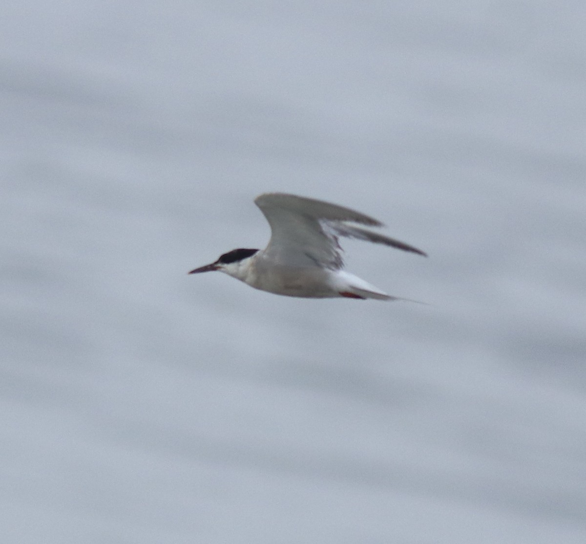 Common Tern - ML645983550