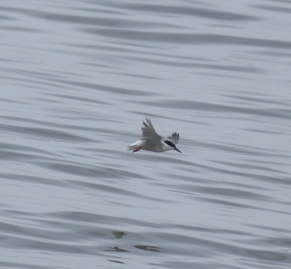 Common Tern - ML645983552