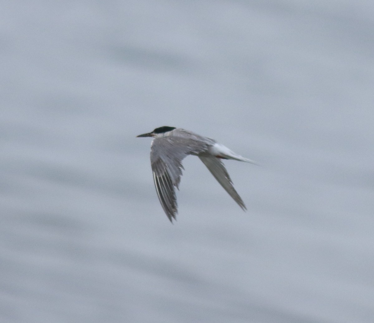 Flussseeschwalbe - ML645983553