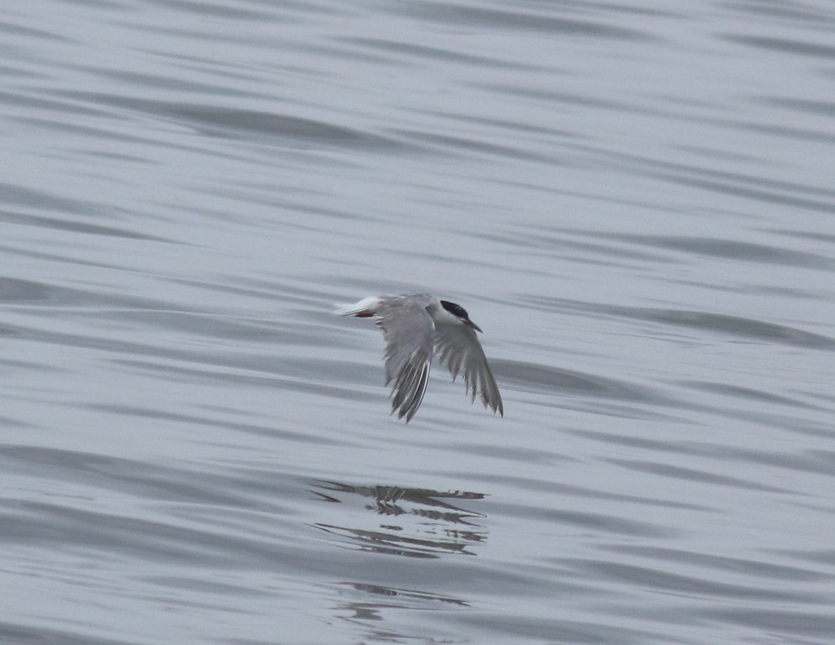 Flussseeschwalbe - ML645983554