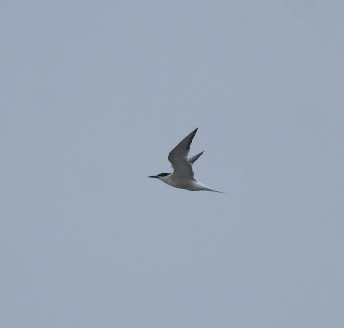 Common Tern - ML645983555
