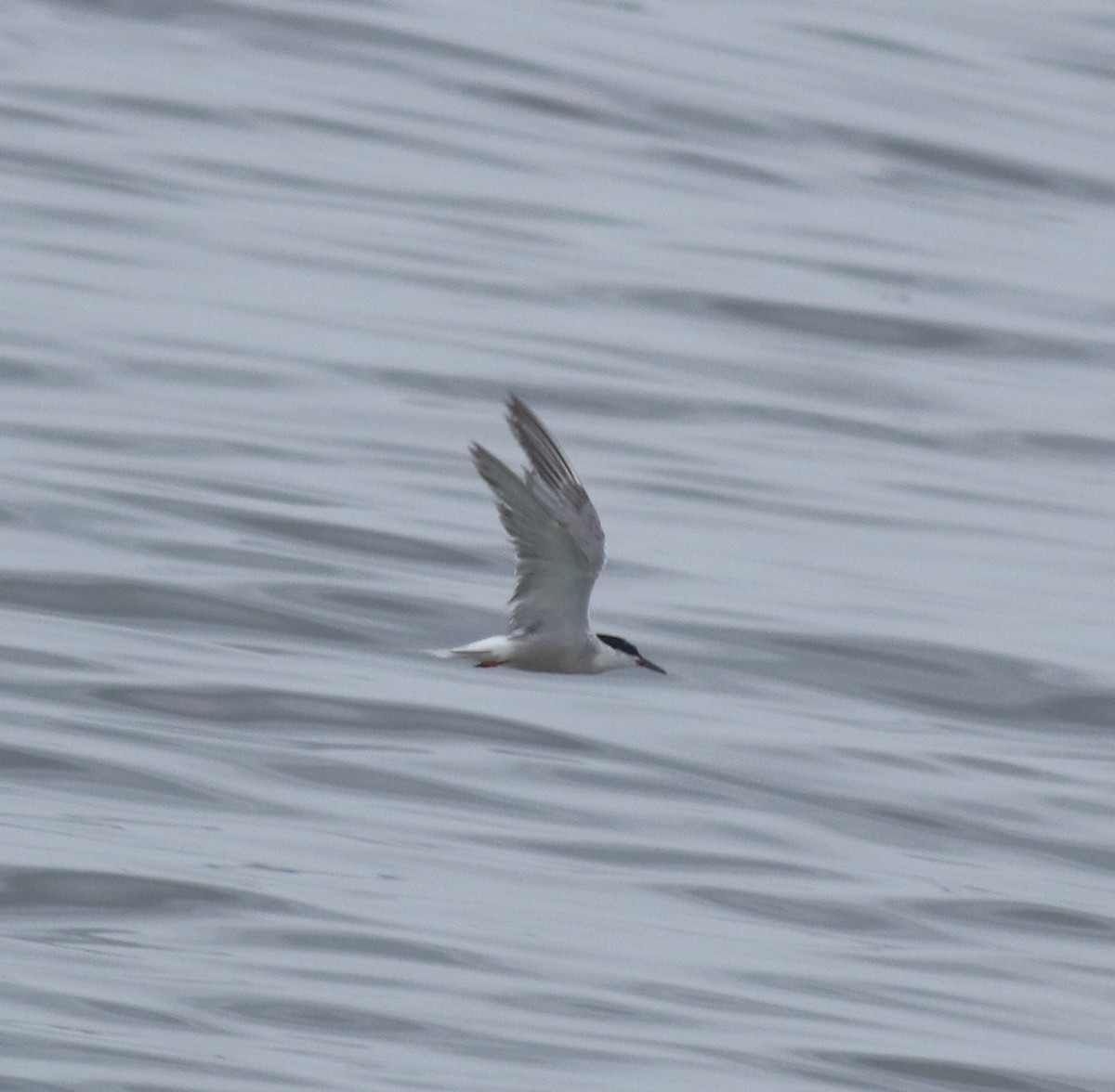 Flussseeschwalbe - ML645983556