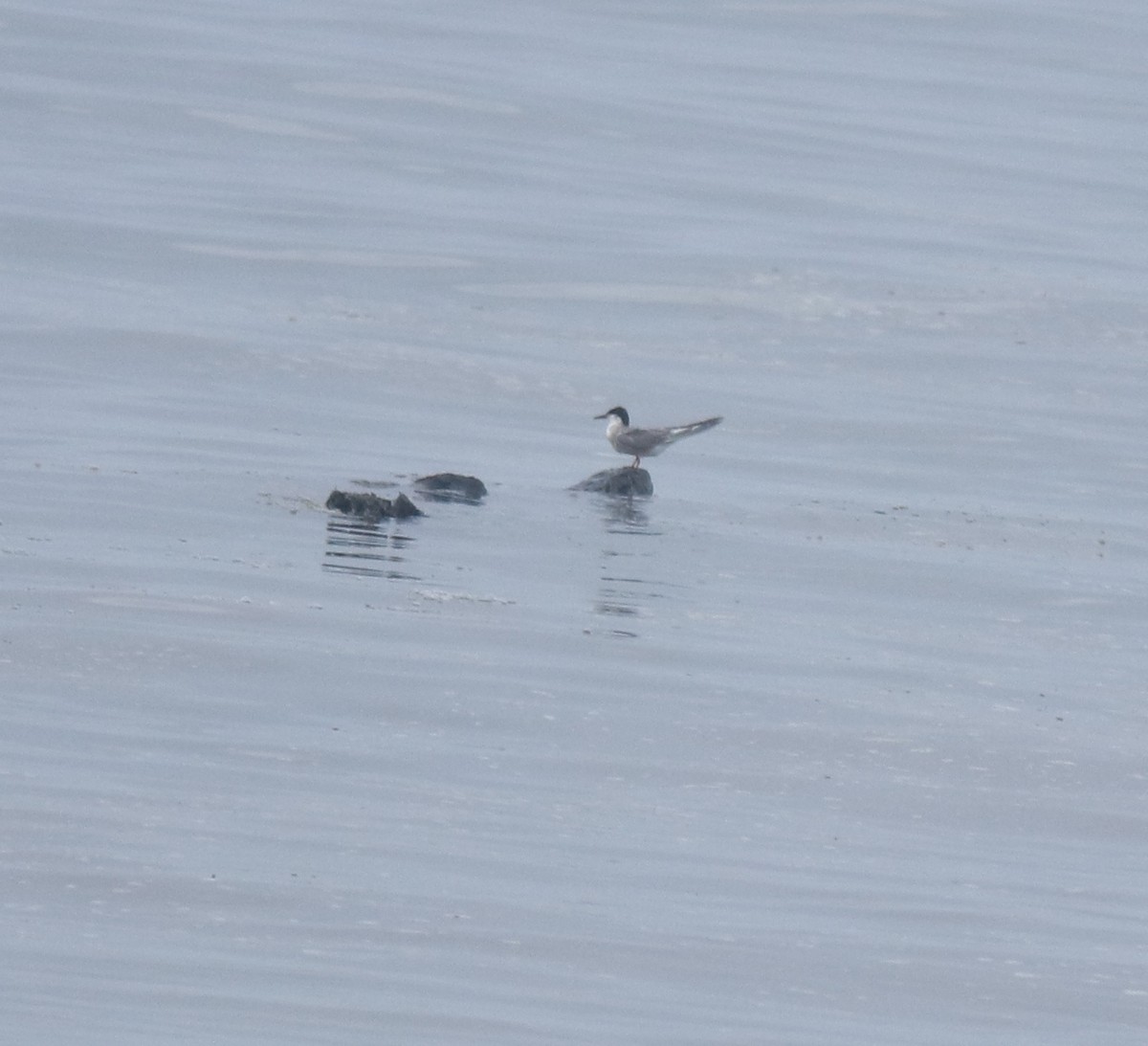 Flussseeschwalbe - ML645983557