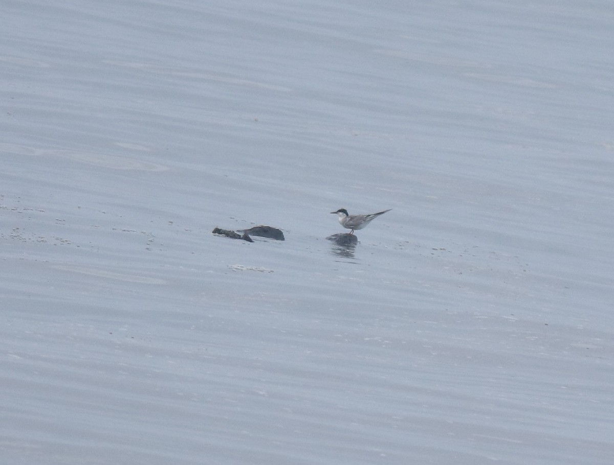 Flussseeschwalbe - ML645983558