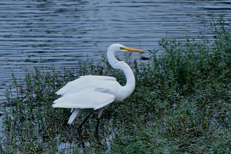 大白鷺 - ML645983561