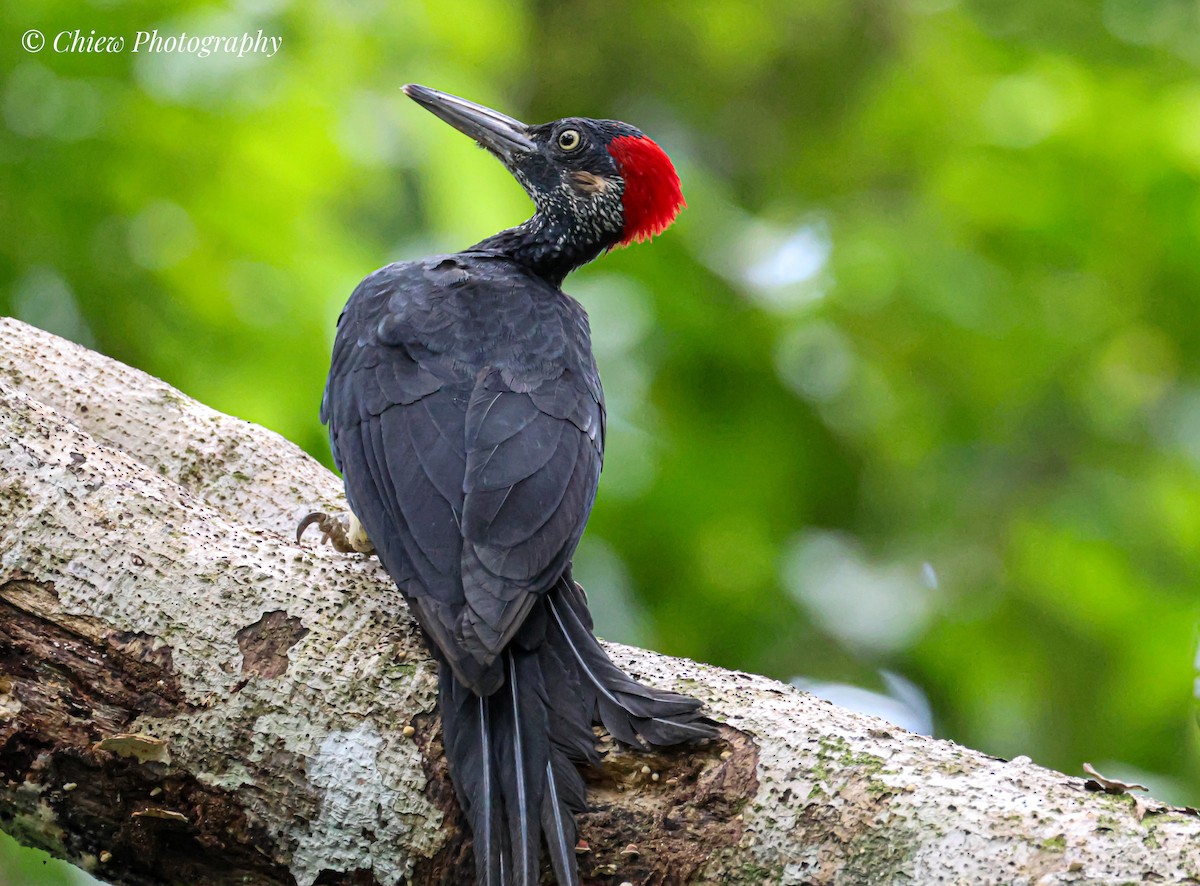 White-bellied Woodpecker - ML645983562