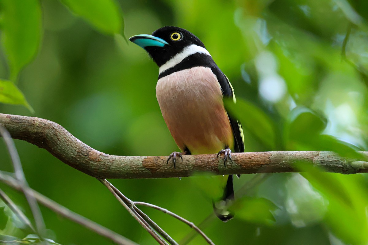 Black-and-yellow Broadbill - ML645983563