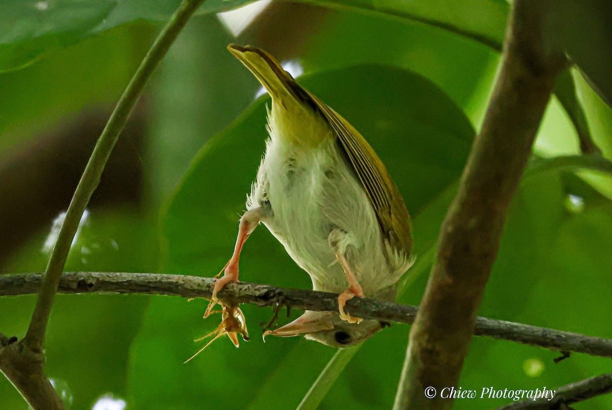 綠畫眉 - ML645983565