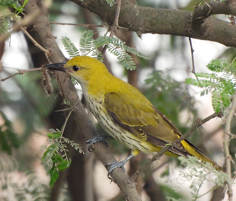 Indian Golden Oriole - ML645983566
