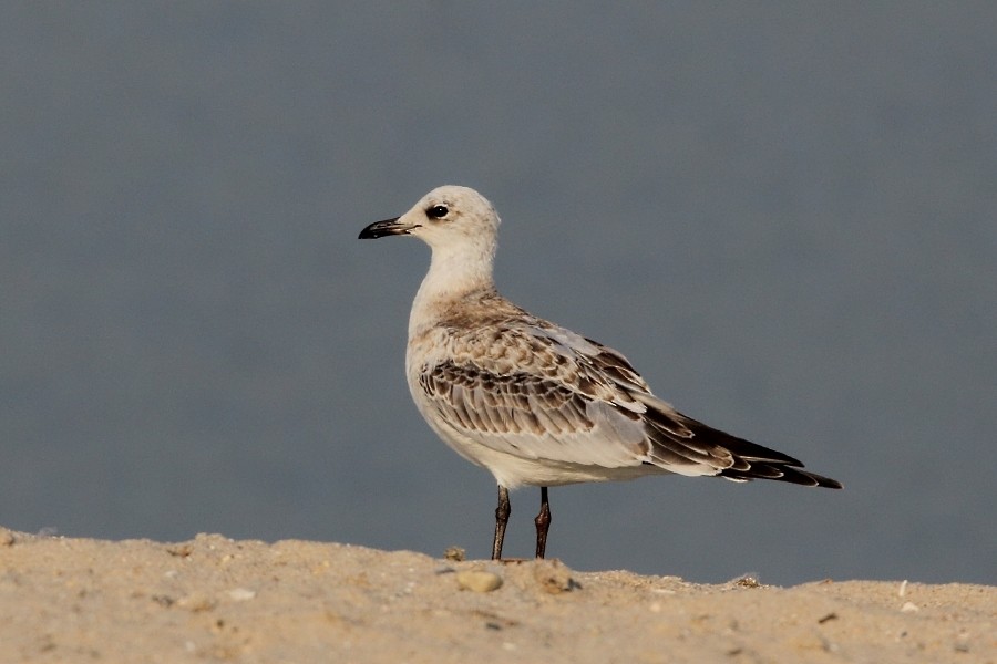 Mediterranean Gull - ML645983567