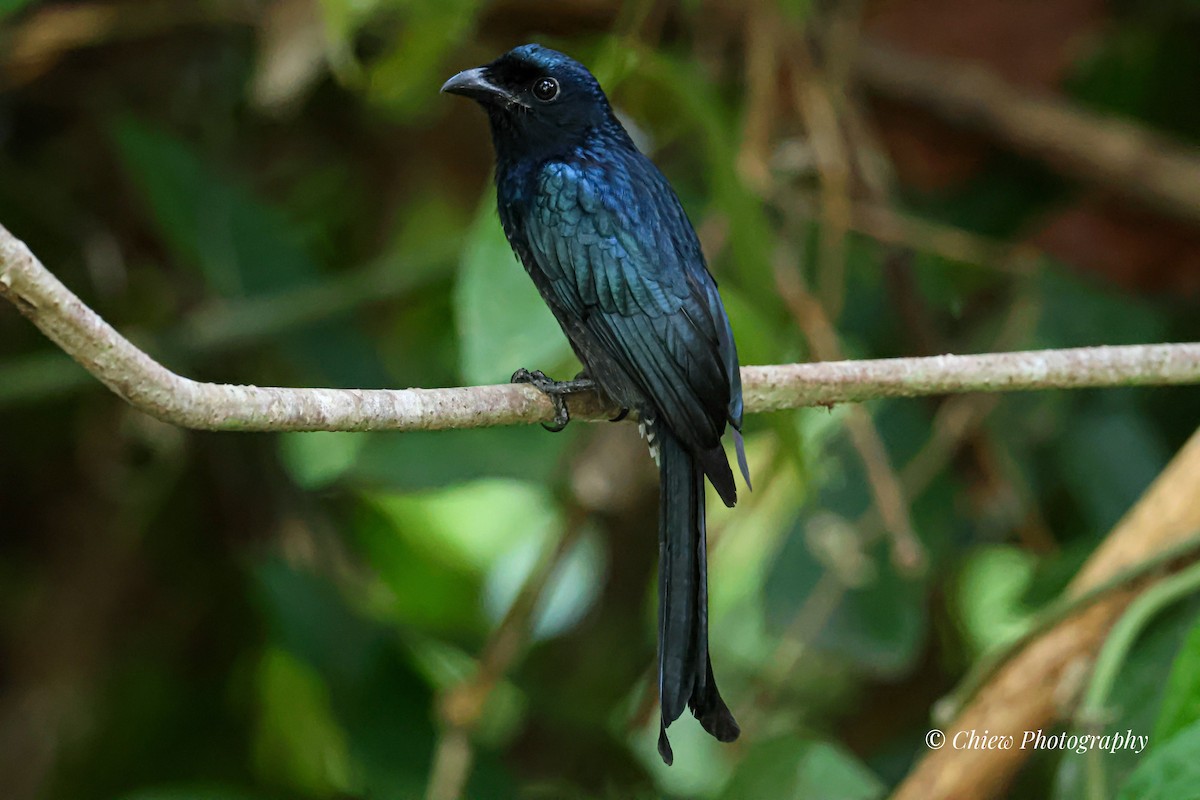 Greater Racket-tailed Drongo - ML645983569