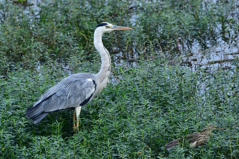 蒼鷺 - ML645983570