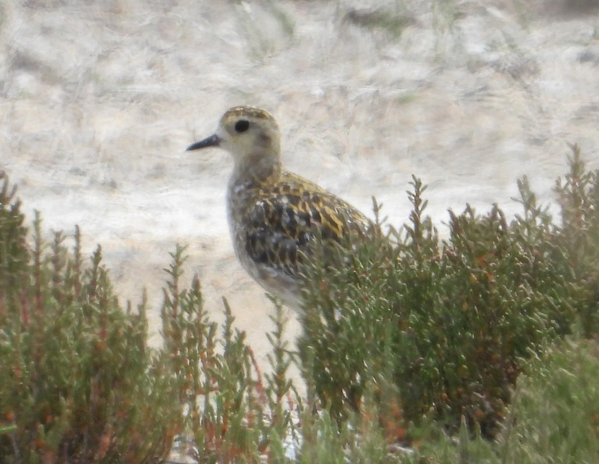 太平洋金斑鴴 - ML645983572