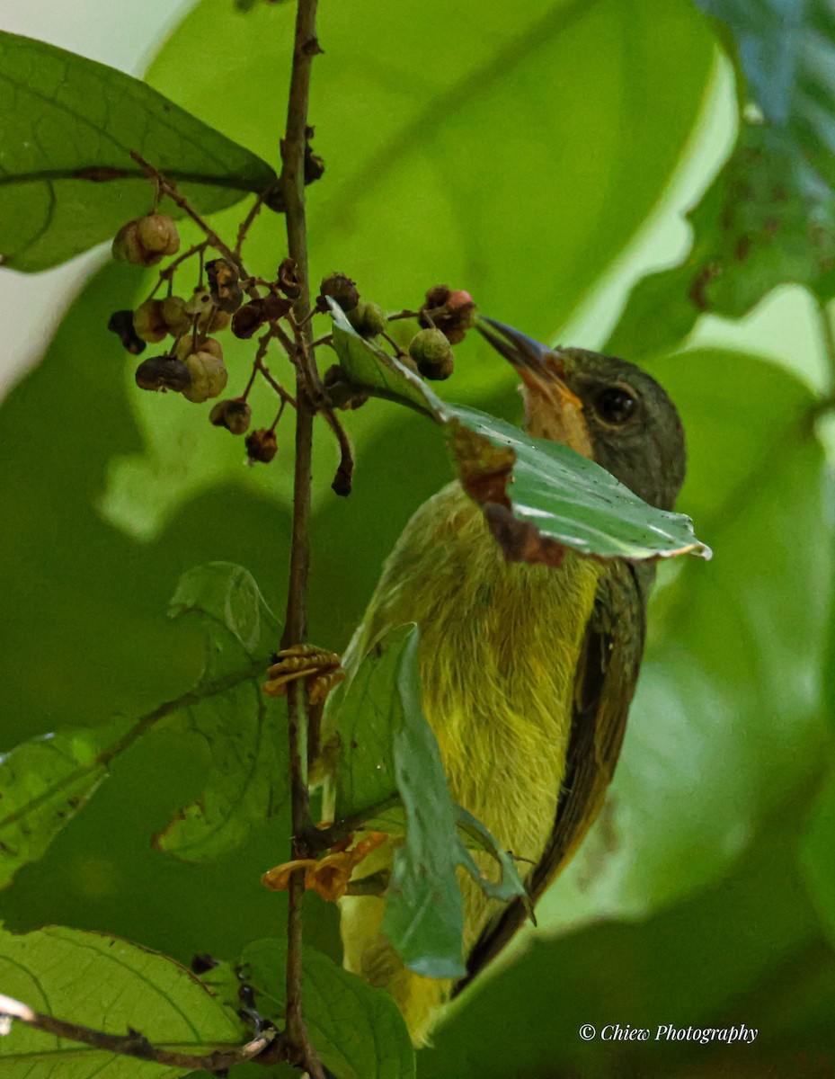 Ruby-cheeked Sunbird - ML645983573
