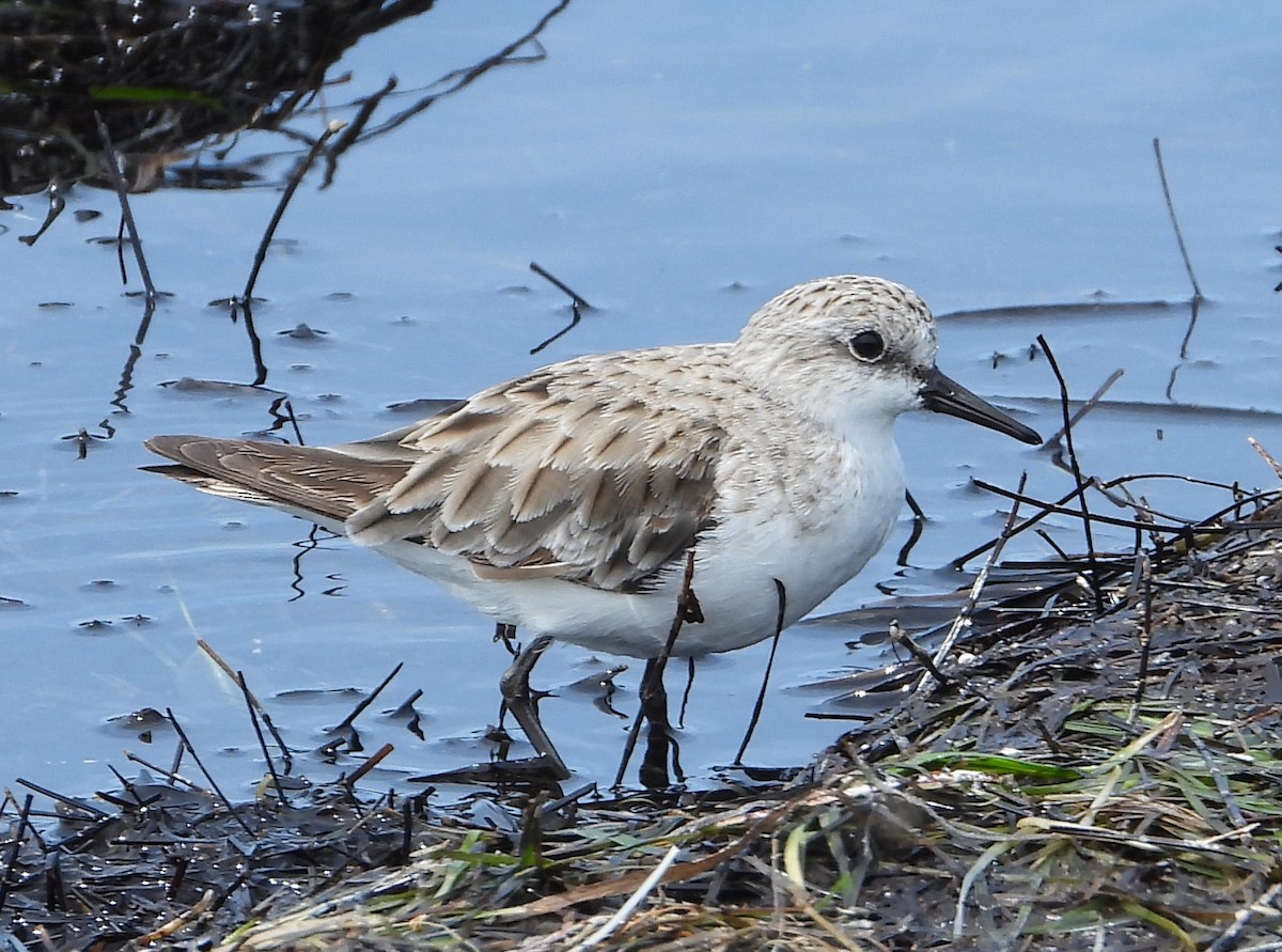 Rotkehl-Strandläufer - ML645983574