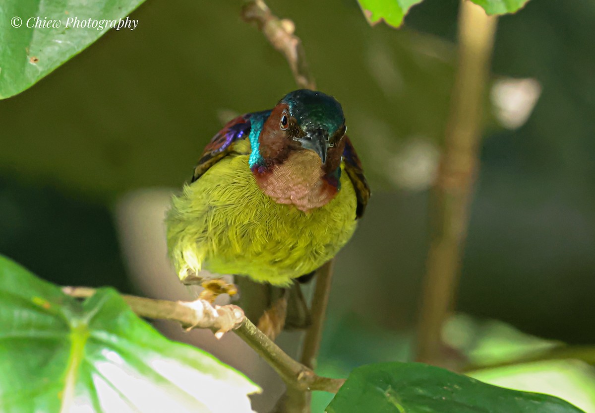 Rotkehl-Nektarvogel - ML645983575