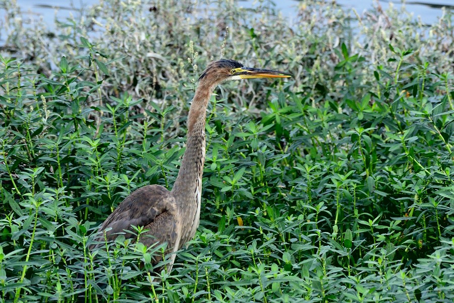 Purpurreiher - ML645983577