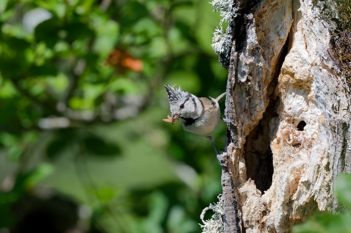 Haubenmeise - ML645983580