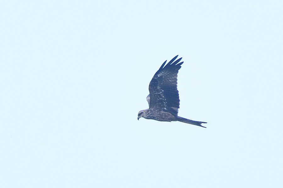 Schwarzmilan [migrans-Gruppe] - ML645983581