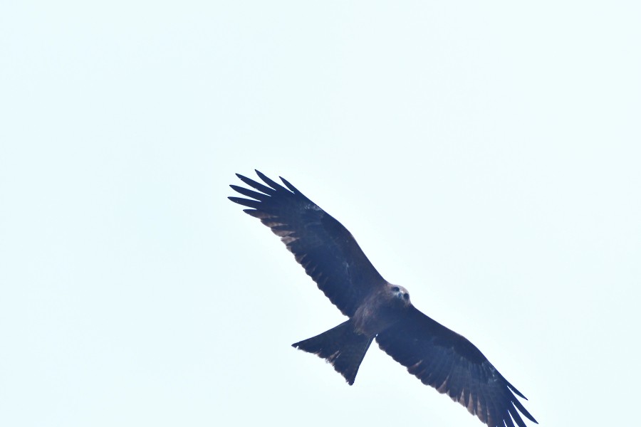 Schwarzmilan [migrans-Gruppe] - ML645983582