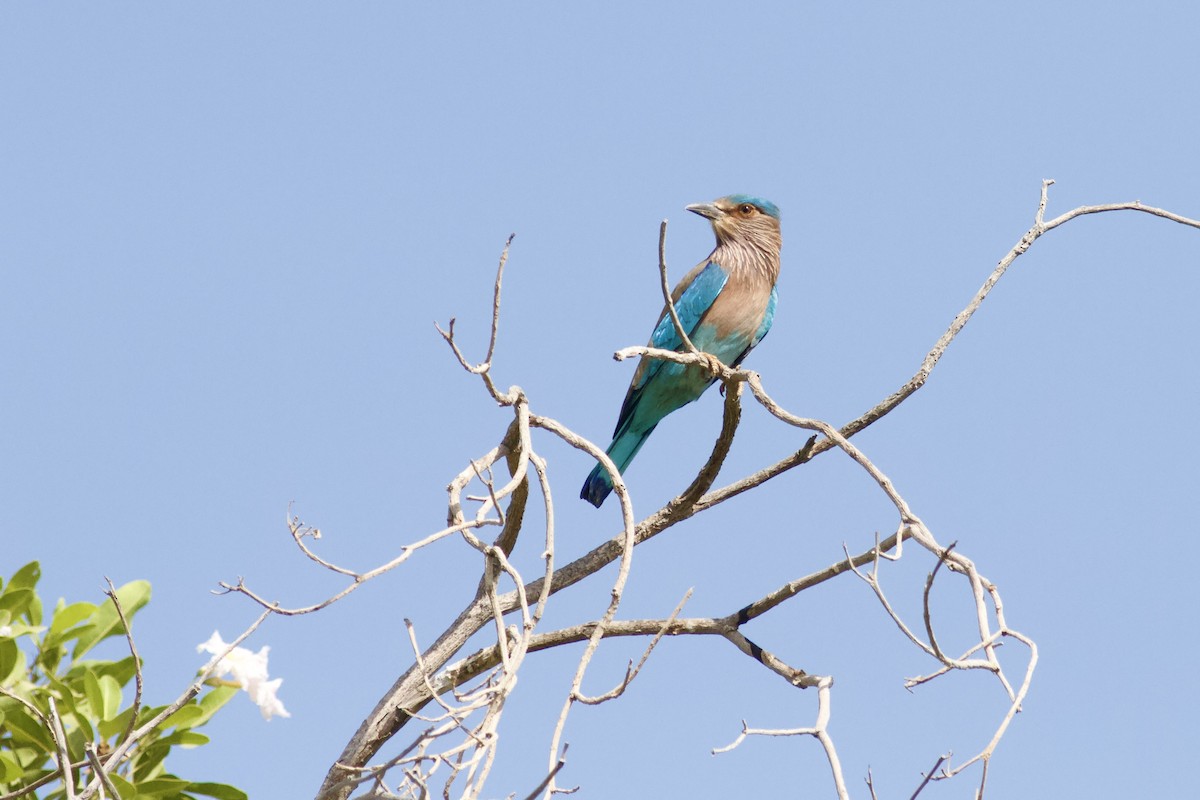 Bengalenracke - ML645983583