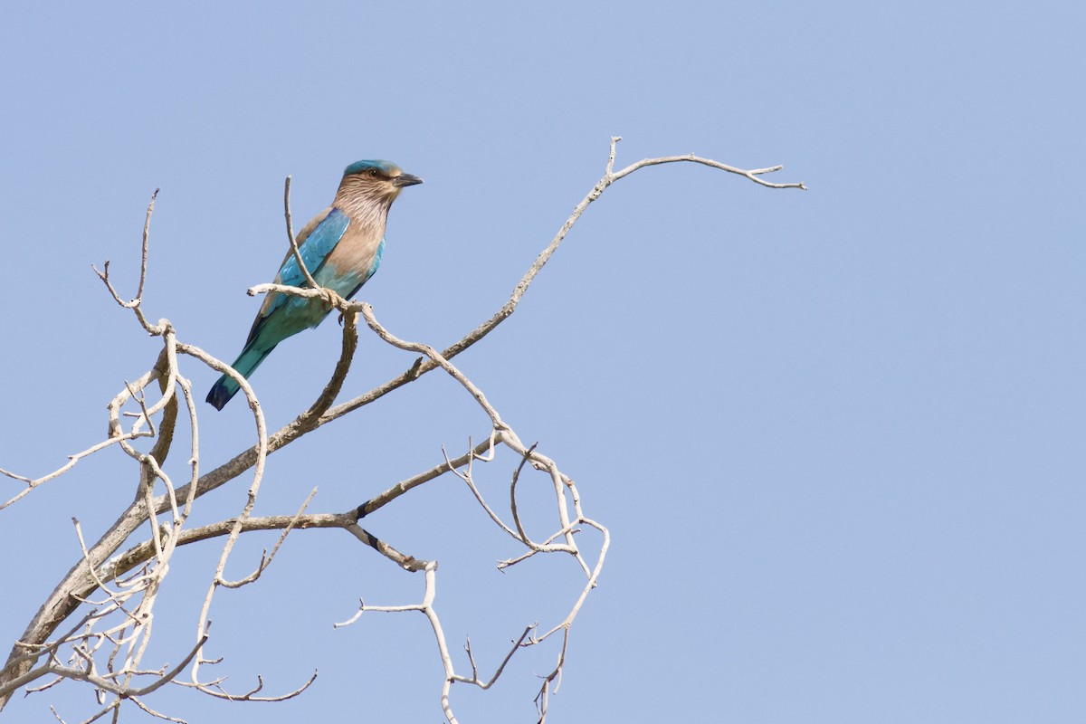 Bengalenracke - ML645983584