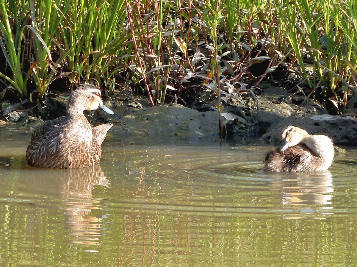 Augenbrauenente - ML645983586