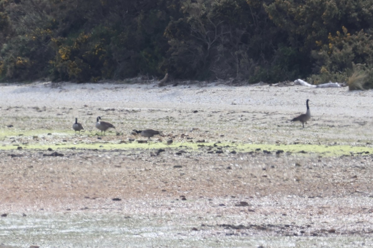 Tuihonigfresser - ML645983587