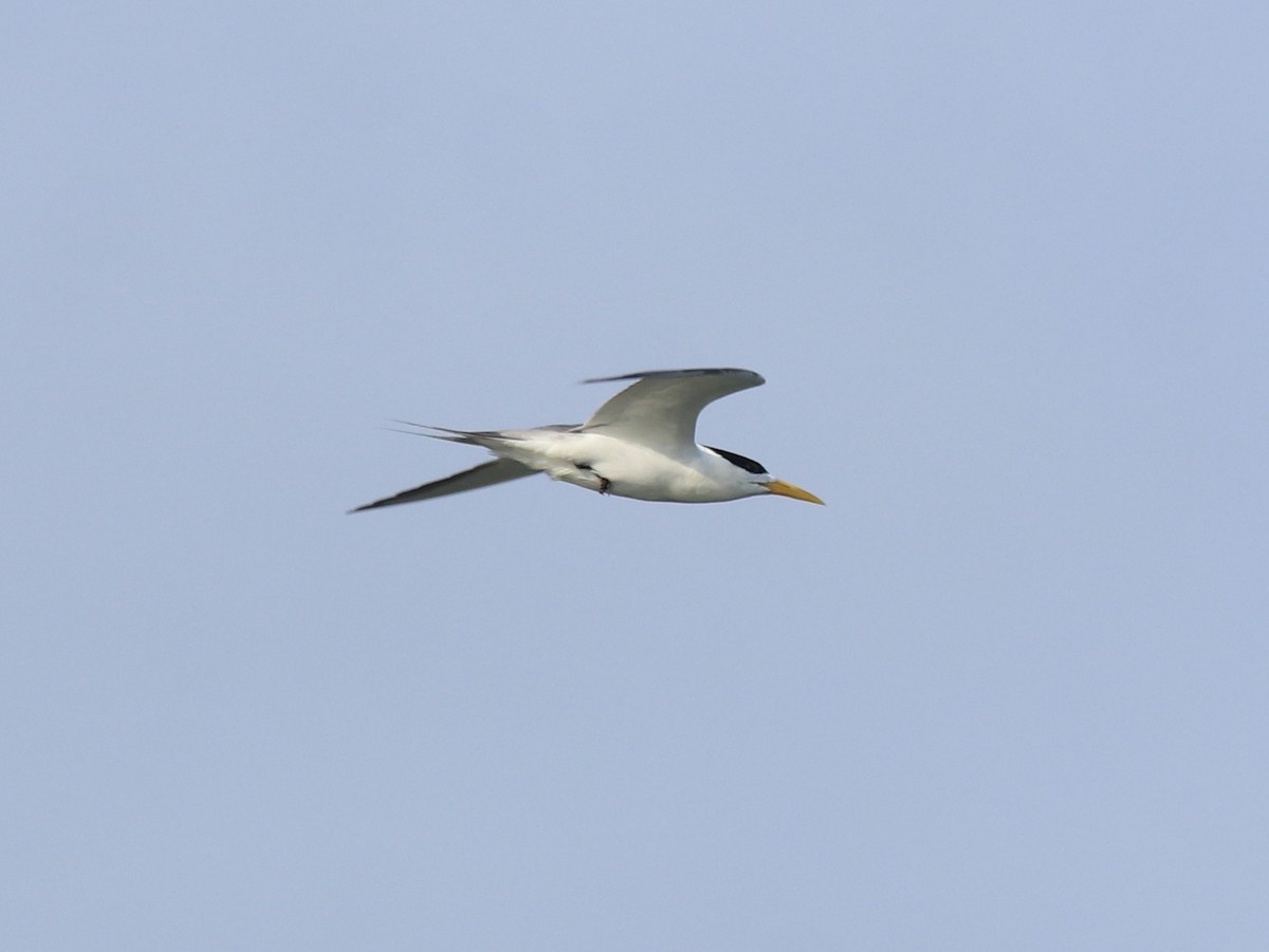 Eilseeschwalbe - ML645983592