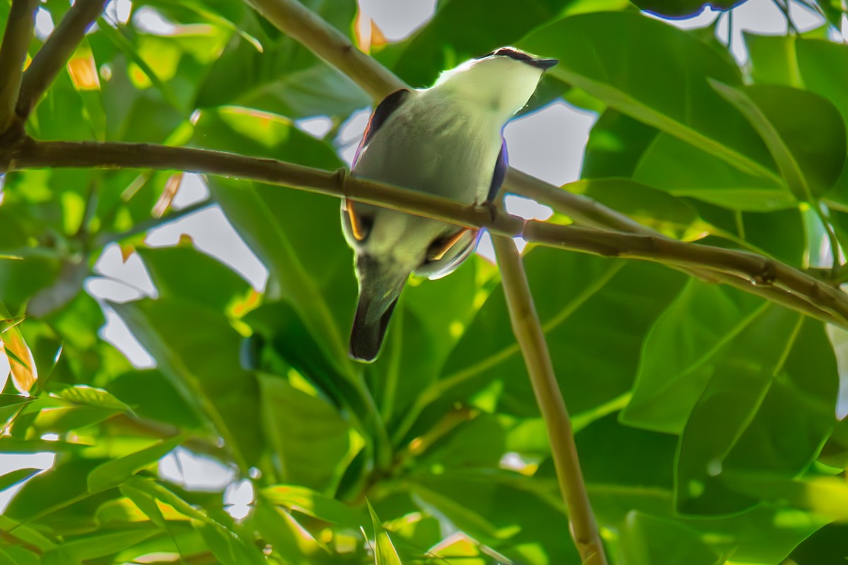 Weißbrustpipra - ML645983594