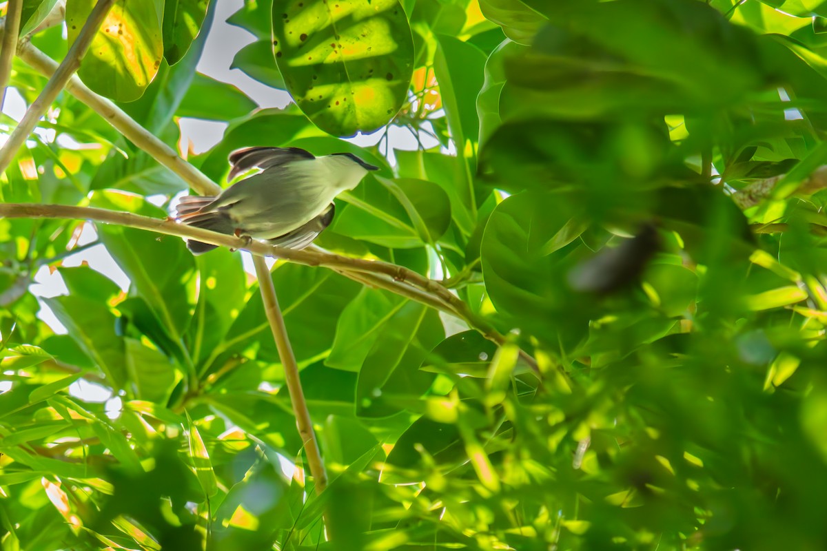 Weißbrustpipra - ML645983595