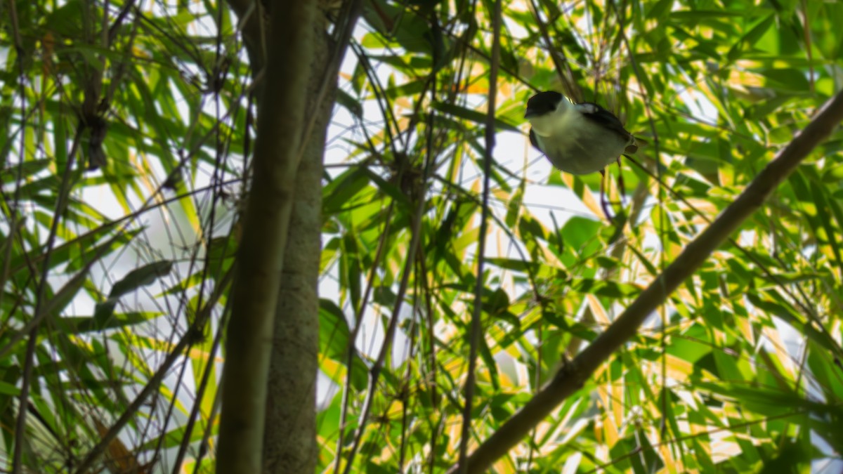 Weißbrustpipra - ML645983596