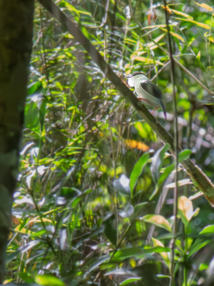 Weißbrustpipra - ML645983597