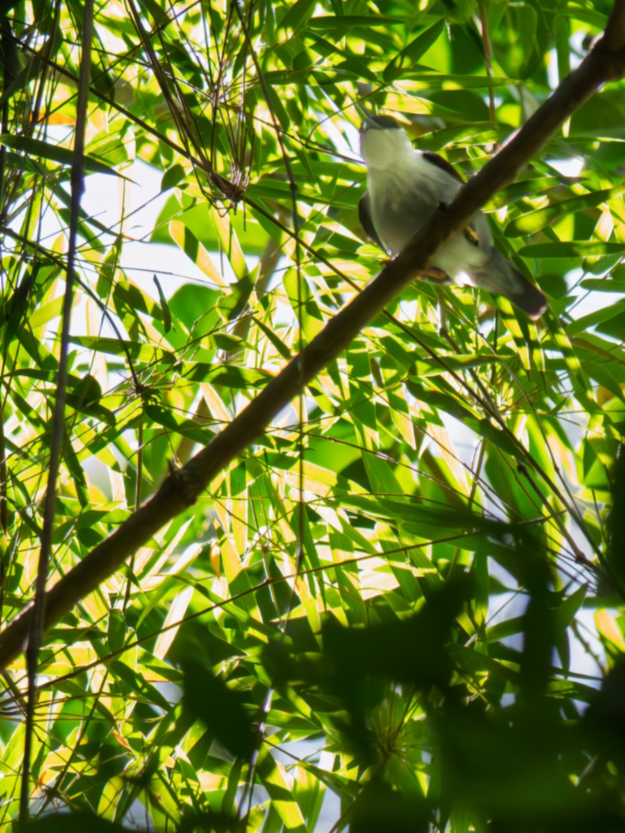 Weißbrustpipra - ML645983598