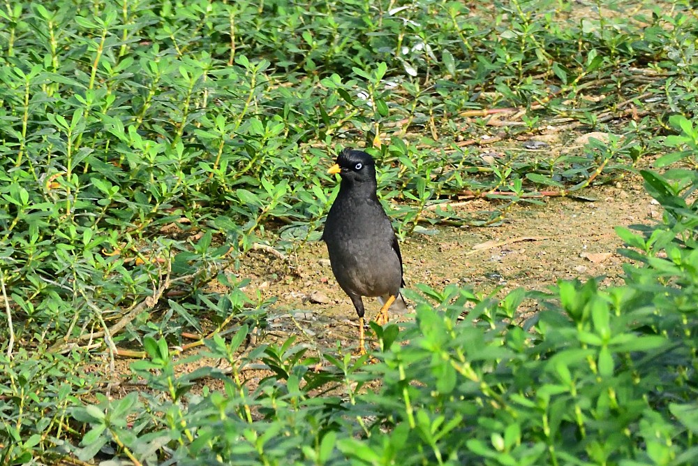 Dschungelmaina - ML645983602