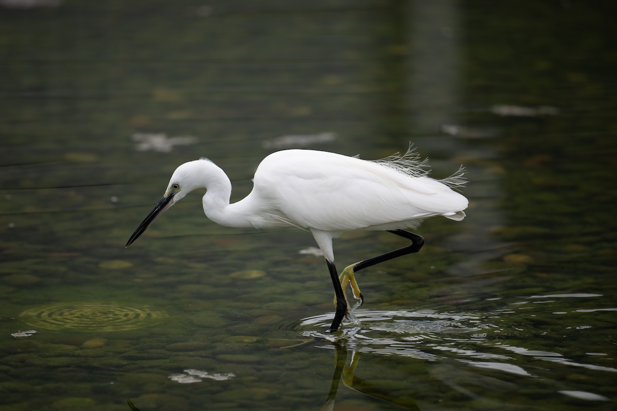 volavka stříbřitá - ML645983614