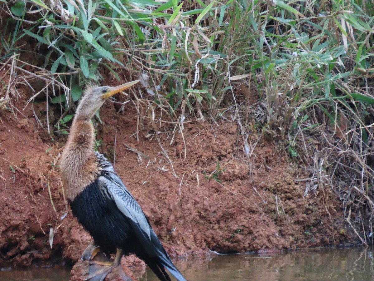 Anhinga - ML645983615