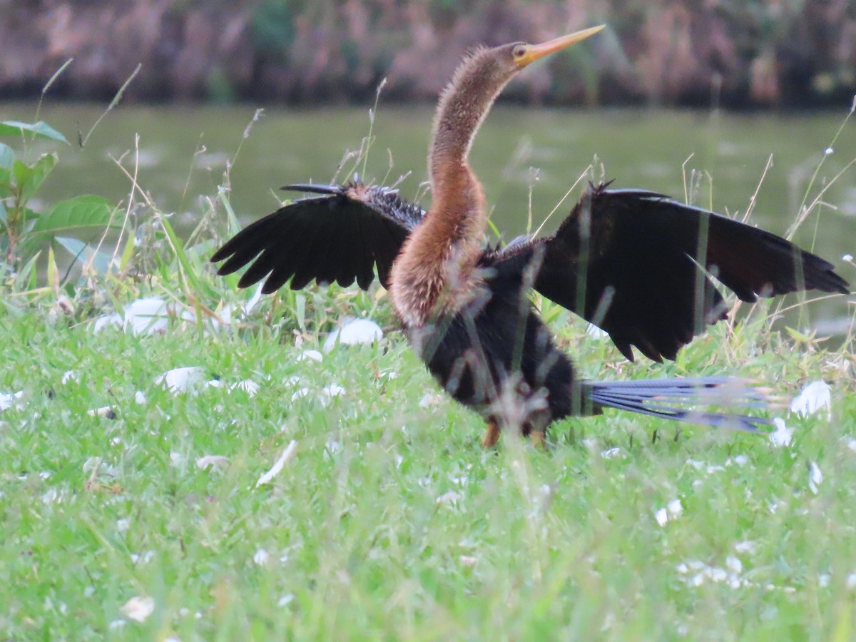 Anhinga - ML645983616