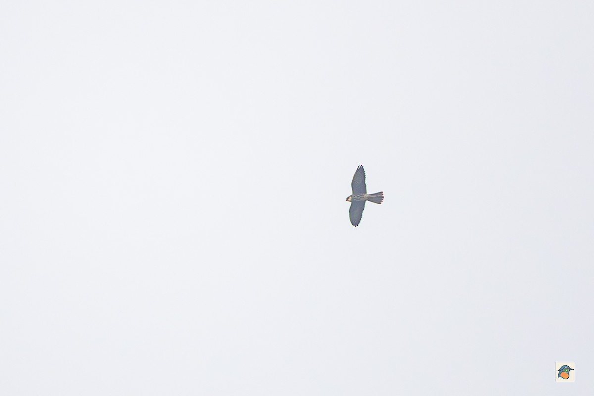 Amur Falcon - ML645983625