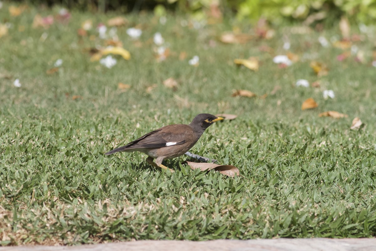 Common Myna - ML645983630
