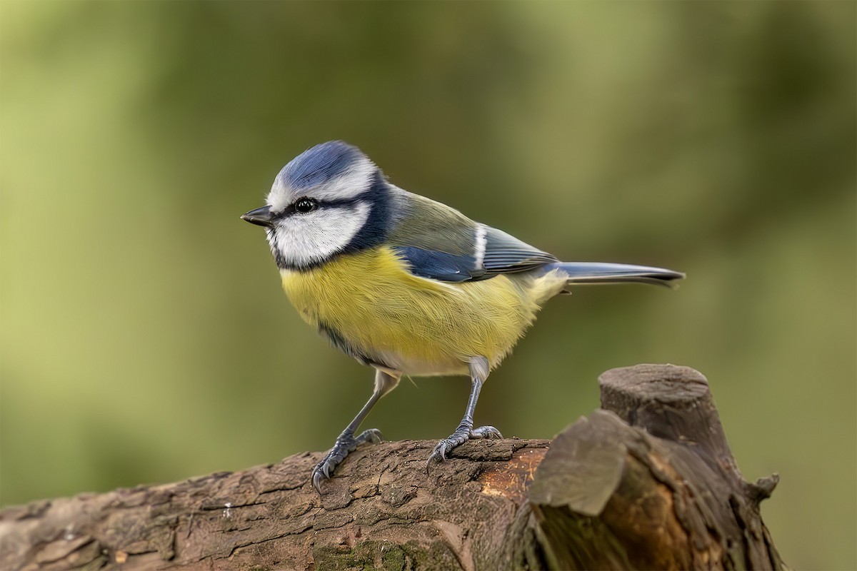 Eurasian Blue Tit - ML645983634