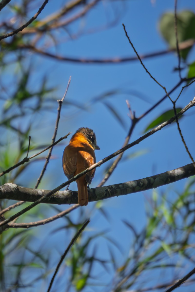 Crested Becard - ML645983635