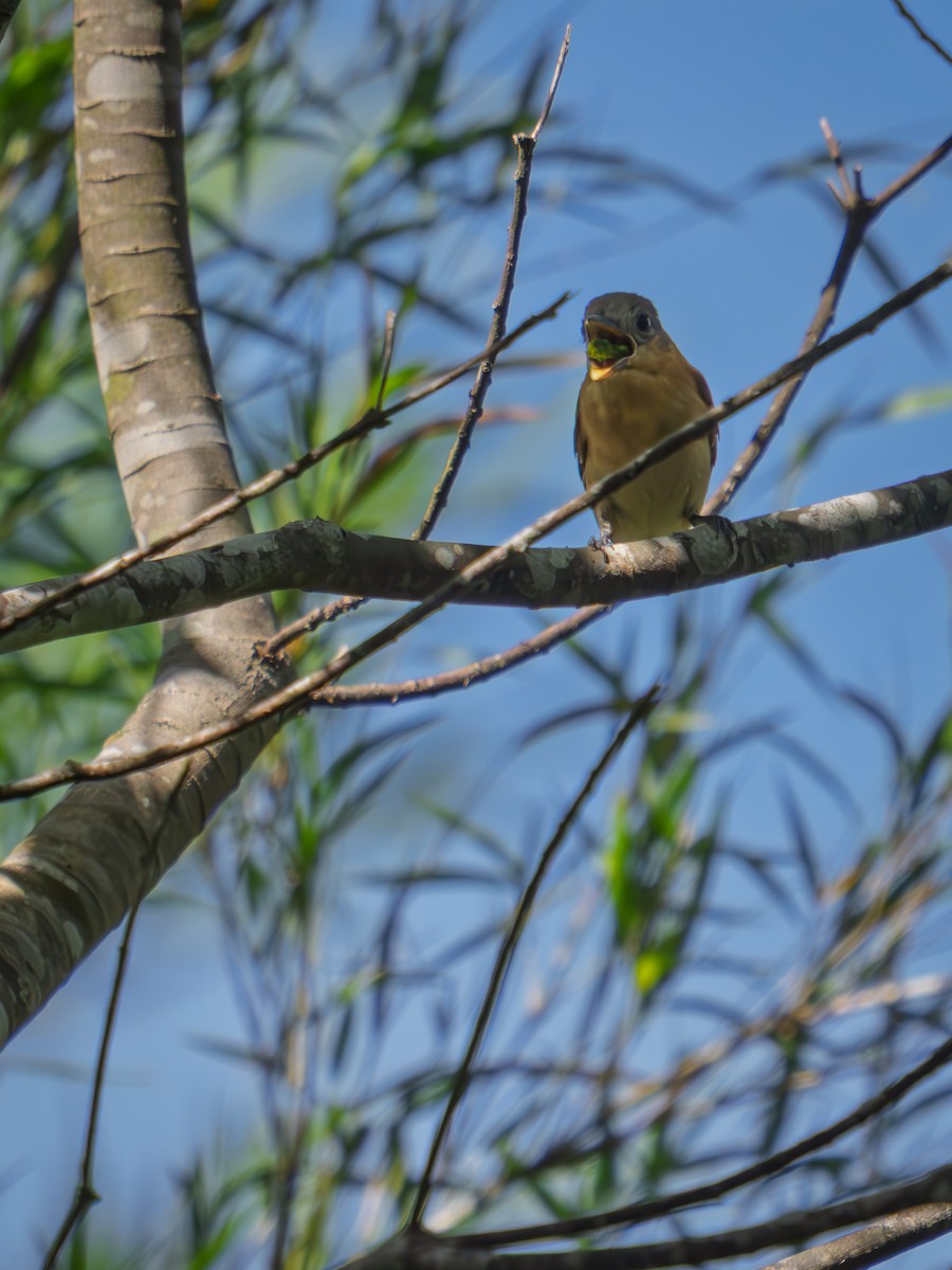 Crested Becard - ML645983636