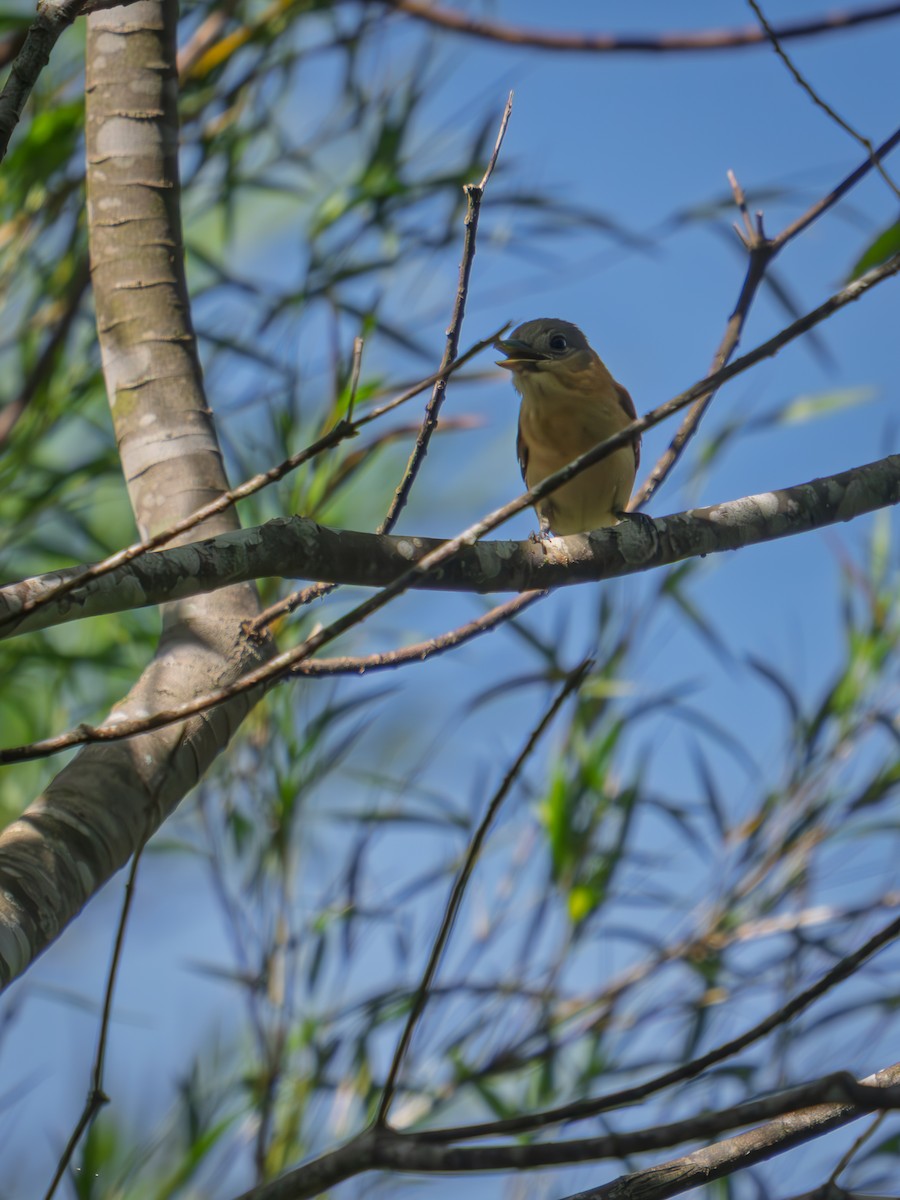 Crested Becard - ML645983637