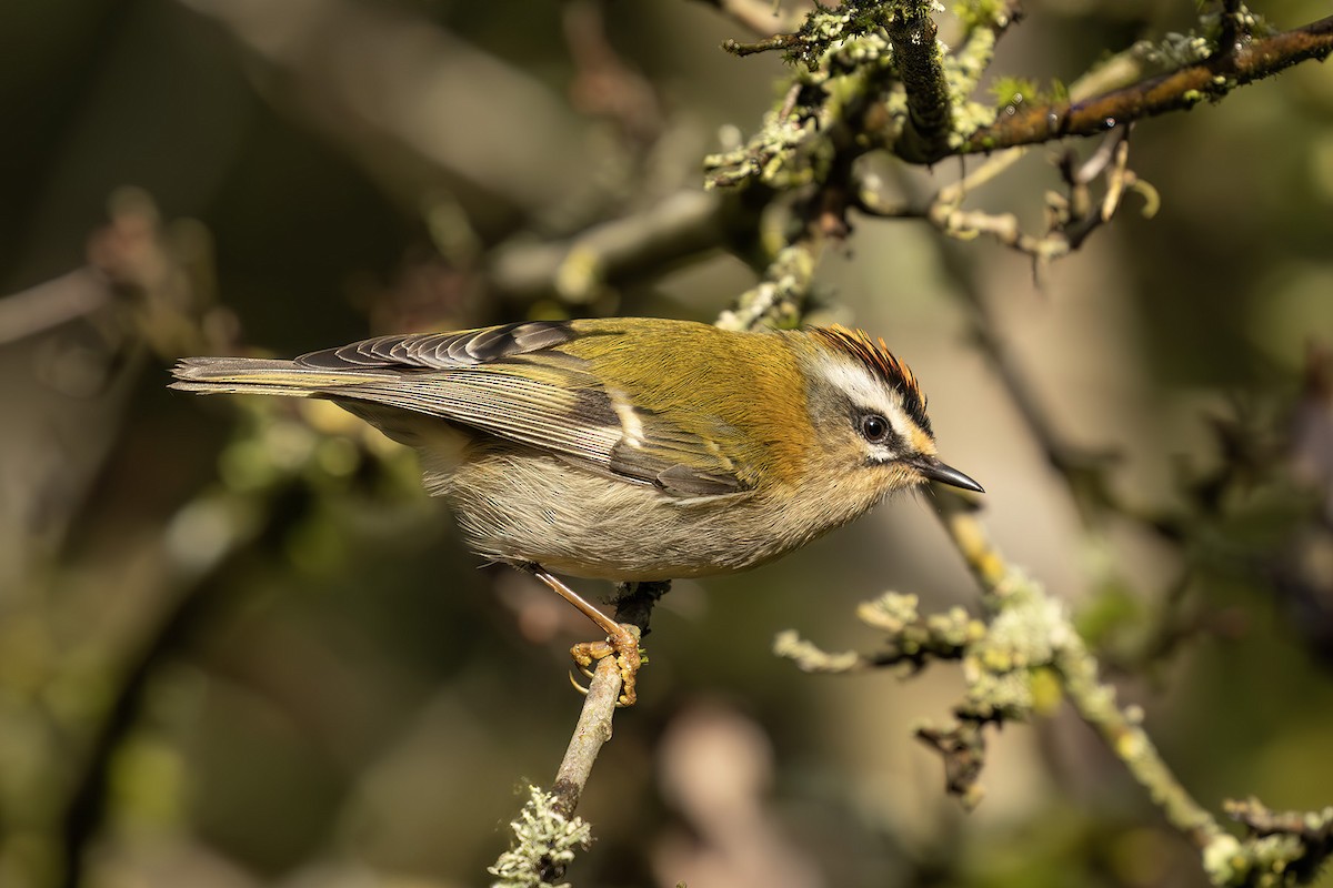 Common Firecrest - ML645983638